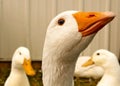 Close up clip of a White Emden Goose with other geese in pen
