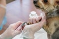 Close-up of clipping the nails of a small dog. Grooming of cats and dogs, hygienic procedures with pets Royalty Free Stock Photo
