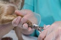 Close-up of clipping the nails of a small dog. Grooming of cats and dogs, hygienic procedures with pets Royalty Free Stock Photo