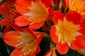 Close Up On Clivia Flower Blooming In Spring Royalty Free Stock Photo