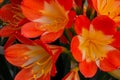 Close Up On Clivia Flower Blooming In Spring Royalty Free Stock Photo