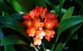 Close-up of a Clivia miniata at a botanical garden