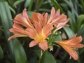 Close up of Clivia miniata, the Natal lily or bush lily flowers in bloom on green bokeh background, selective focus Royalty Free Stock Photo