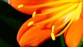 Close-up: Clivia petals and stamens