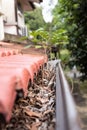 Close-up of clogged roof rain gutter full of dry leaf and plant growing in it, with selective focus