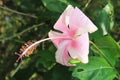 Beautiful up close of pink hibiscus,hibiscus flower,hawaiian flowers,china rose,hibiscus plant,hibiscus tree, blank space for text Royalty Free Stock Photo