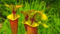 CLOSE UP: Close up view of Sarracenia flava flowers in a blossoming garden.