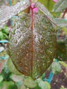 Close-up. Close-up of water drops on red and green leaves. Macro shot on spider net that with water drops. Royalty Free Stock Photo