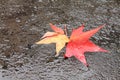 Close up of close up of yellow red dead tree leaves lying on yellow red dead tree leaves lying on wet floor street on a rainy day Royalty Free Stock Photo