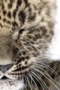 Close-up on a closed eye of a Persian leopard Cub 6 weeks