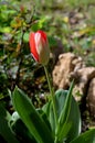 Close-up of a Closed Red Tulip, Nature