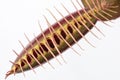 Close up of a closed venus fly trap (Dionaea muscipula) on a white background