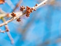 Close up closed wild cherry buds, spring tree and branches Royalty Free Stock Photo