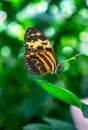 Closeup Orange and Black Butterfly Blur Background