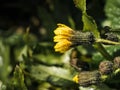 Close-up closed yellow flower dew drops petals grassy background Royalty Free Stock Photo