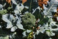 Closeup of a broccoli plant in the field. Brassica oleracea Royalty Free Stock Photo