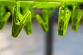 Close up of clothespin green plastic for clothing Royalty Free Stock Photo