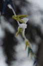 Close-up of clothespins for washing clothes, attached to a snow-covered rope during three blizzards and blizzards on a soft backg