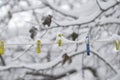 Close-up of clothespins for washing clothes, attached to a snow-covered rope during three blizzards and blizzards on a soft backg