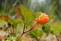 Close up of a cloud berry growing on the plant