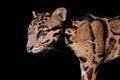 Close-up of clouded leopard face on black background Royalty Free Stock Photo