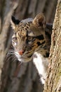 Clouded leopard Royalty Free Stock Photo
