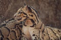 Close-up of a clouded leopard showcasing its stunning fur pattern Royalty Free Stock Photo