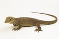 The clouded monitor lizard (Varanus nebulosus) isolated on white background Royalty Free Stock Photo