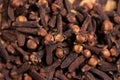 Clove dried spicy herb for food aroma and natural medicine, ingredient in Indian spices