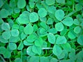 Close-up of clover, background and texture Royalty Free Stock Photo