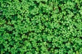 Close-up of clover texture on the ground, top view. Natural green background in the garden. Royalty Free Stock Photo