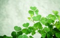 Close Up Clovers Leaves For Background .The Symbolic Of Clover T