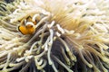 Close up of Clownfish in Anemone