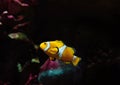 Close up Clownfish or Anemonefish Isolated on Nature Background