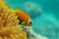 Close-up of clownfish in anemones