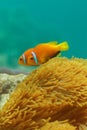 Close-up of clownfish couple Royalty Free Stock Photo
