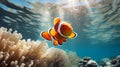 Close up of a Clownfish swimming in the clear Sea. Natural Background with beautiful Lighting