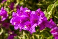 Close-up of a clump of bougainvillea