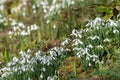 Common snowdrops (galanthus nivalis