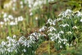 Common snowdrops (galanthus nivalis