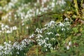 Common snowdrops (galanthus nivalis