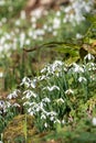 Common snowdrops (galanthus nivalis