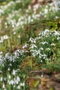 Common snowdrops (galanthus nivalis