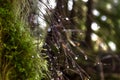 Close up of moss on a tree with very thin branches and water droplets in the Hoh Rain Forest Royalty Free Stock Photo