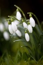 Close-up of clump of Snowdrops Royalty Free Stock Photo