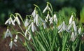 Close up of a clump Snowdrops in bloom Royalty Free Stock Photo