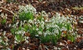 Close up of a clump Snowdrops in bloom Royalty Free Stock Photo