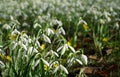 Close up of a clump Snowdrops in bloom