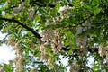 Close up of a clump of white flowers of a black locust tree