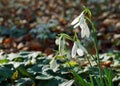 Close up of a clump Snowdrops in bloom Royalty Free Stock Photo